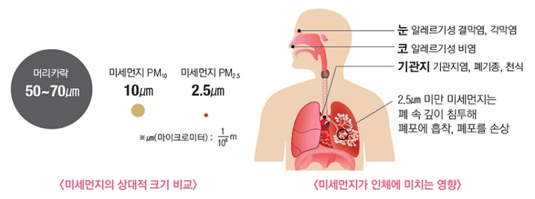 미세먼지의 상대적 크기비교와 미세먼지가 인체에 미치는 영향